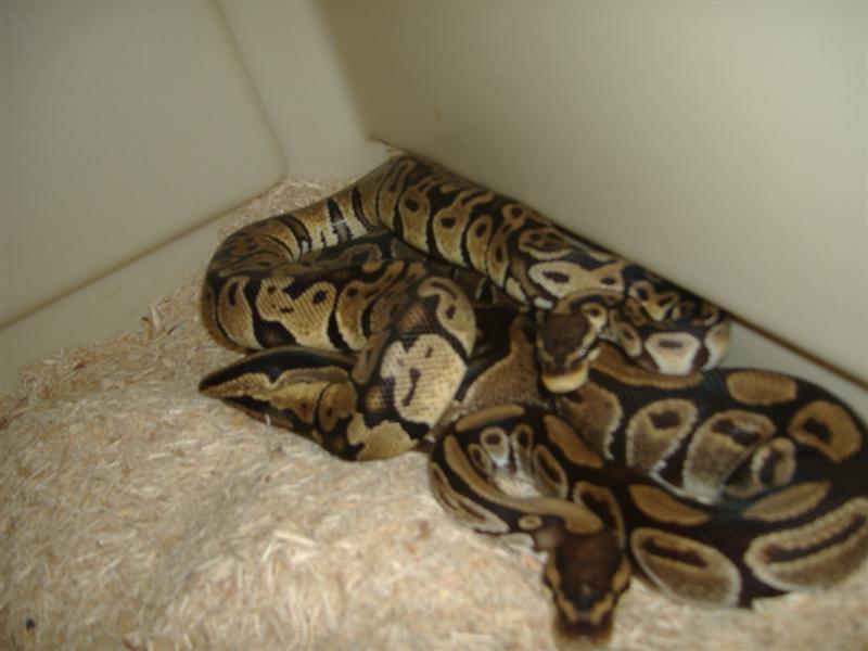 DSCF4411 (Medium).JPG