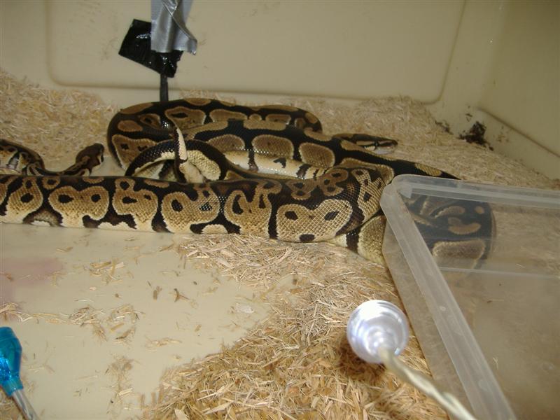 DSCF4412 (Medium).JPG