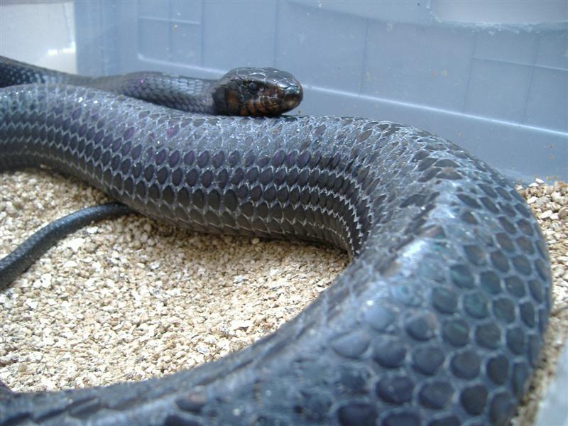 DSCF4515 (Medium).JPG