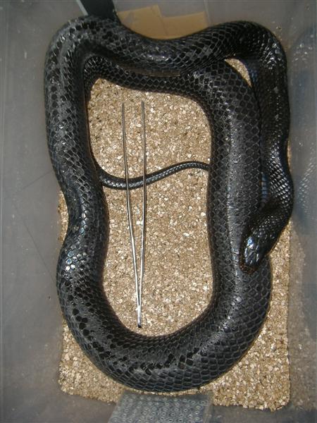 DSCF4518 (Medium).JPG