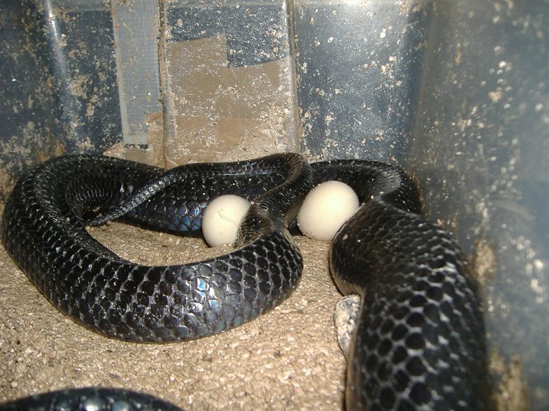 DSCF4700 (Medium).JPG