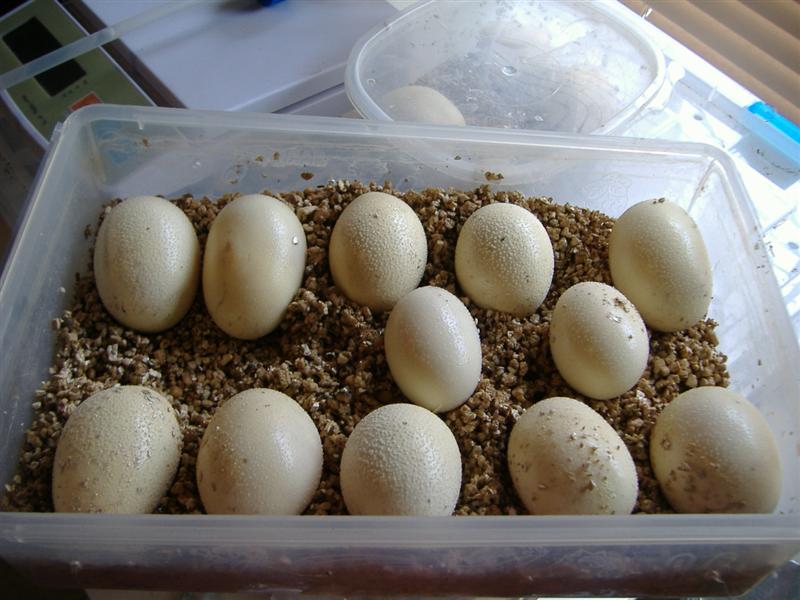 DSCF4702 (Medium).JPG