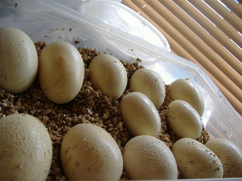 DSCF4703 (Medium).JPG