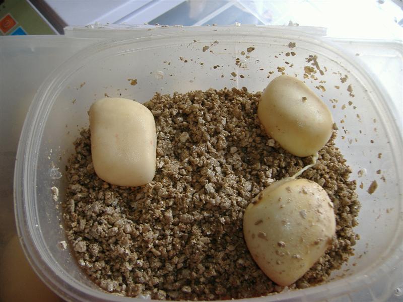 DSCF4705 (Medium).JPG