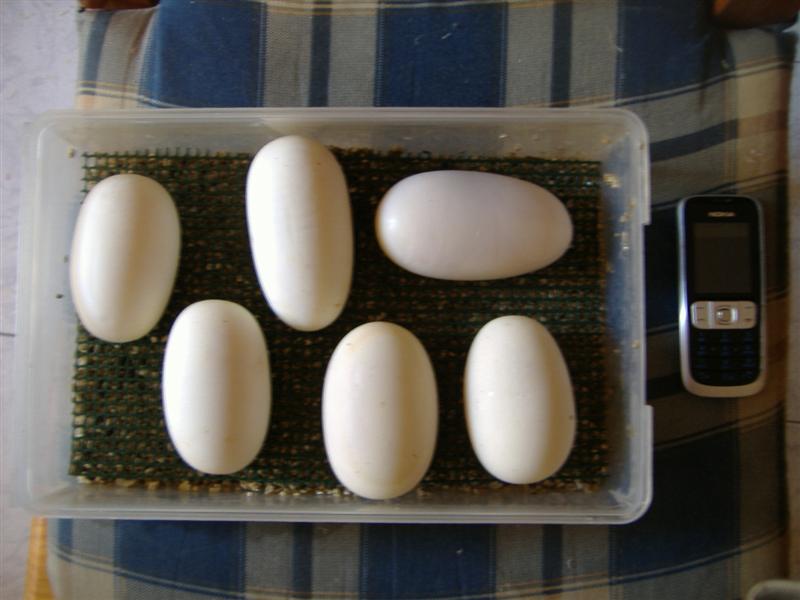 DSCF4948 (Medium).JPG