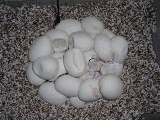 DSCN0963 (Small).JPG