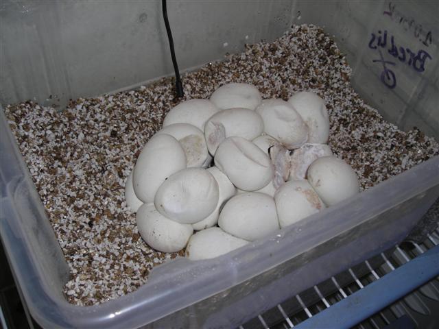 DSCN0964 (Small).JPG