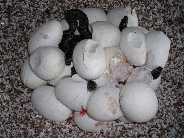 DSCN0966 (Small).JPG