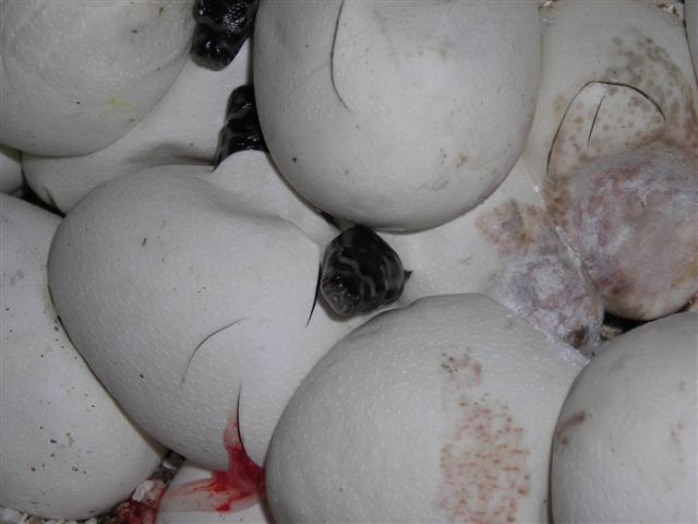 DSCN0967 (Small).JPG