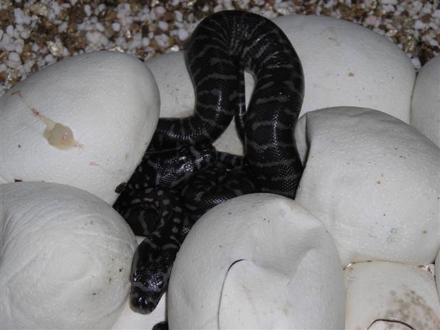 DSCN0968 (Small).JPG