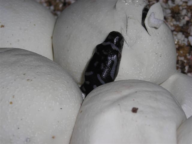 DSCN0969 (Small).JPG