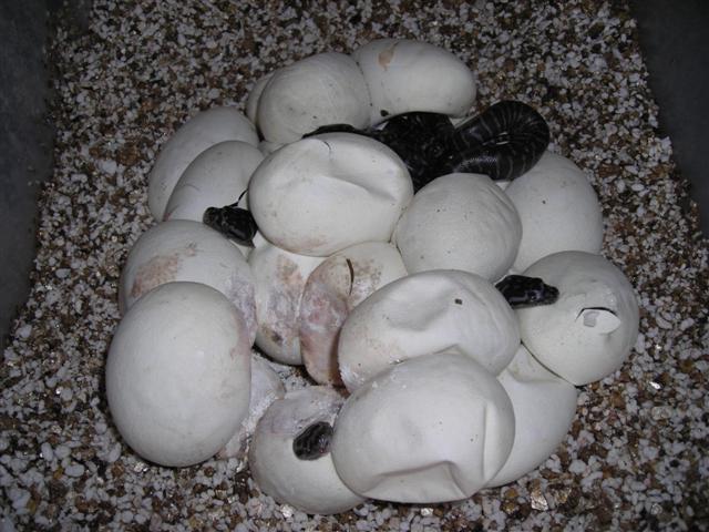 DSCN0970 (Small).JPG