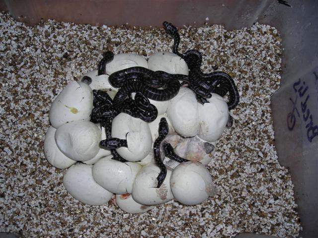 DSCN0973 (Small).JPG