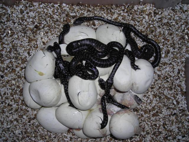 DSCN0974 (Small).JPG