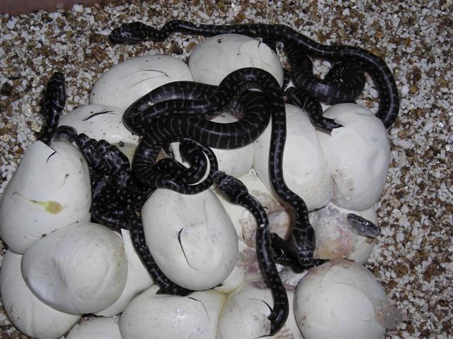 DSCN0975 (Small).JPG