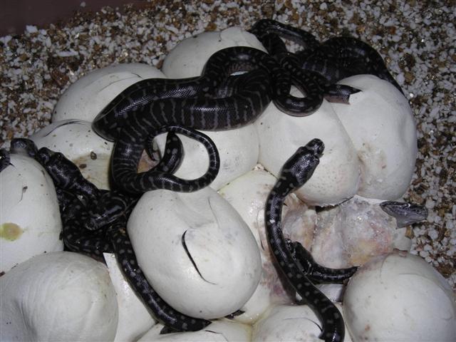 DSCN0976 (Small).JPG