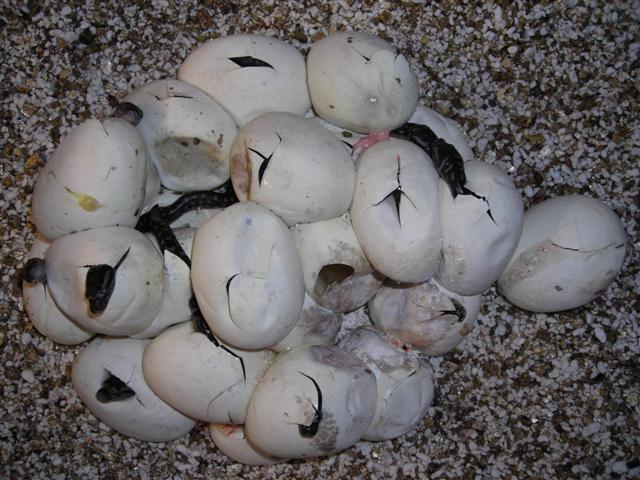 DSCN0980 (Small).JPG