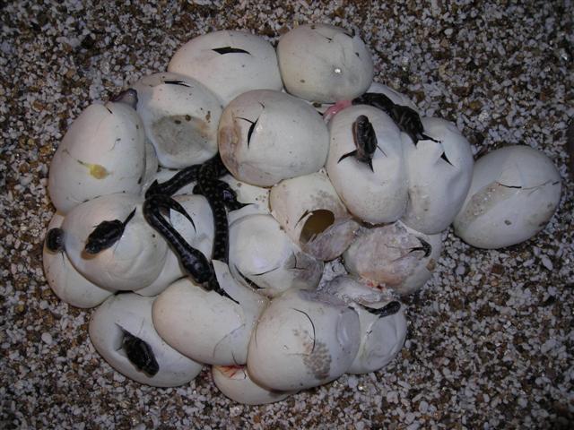 DSCN0981 (Small).JPG