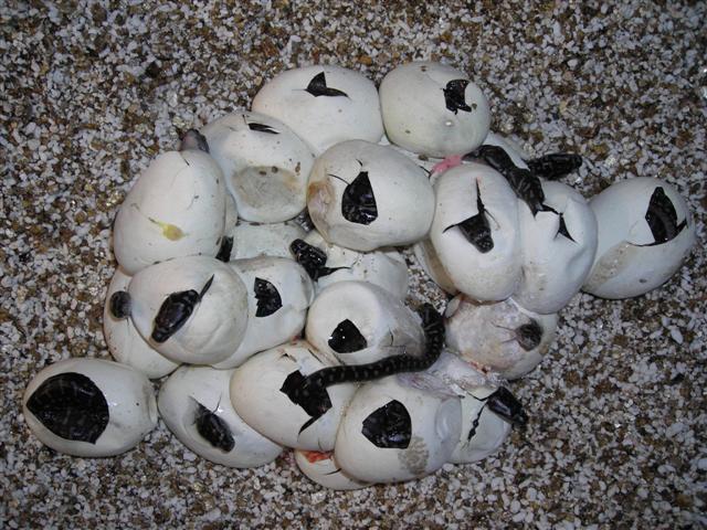 DSCN0983 (Small).JPG