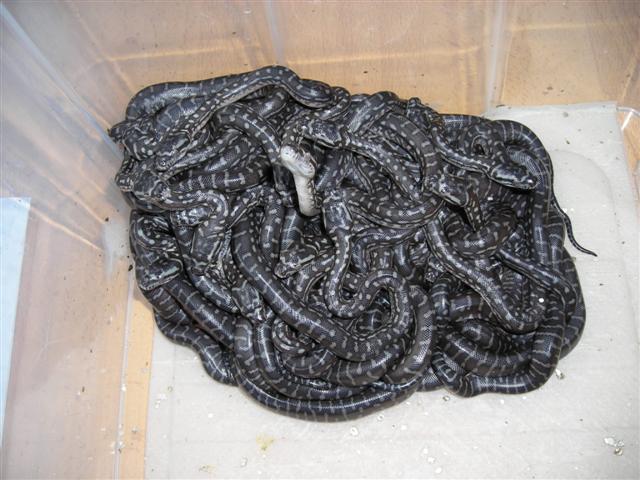 DSCN0984 (Small).JPG