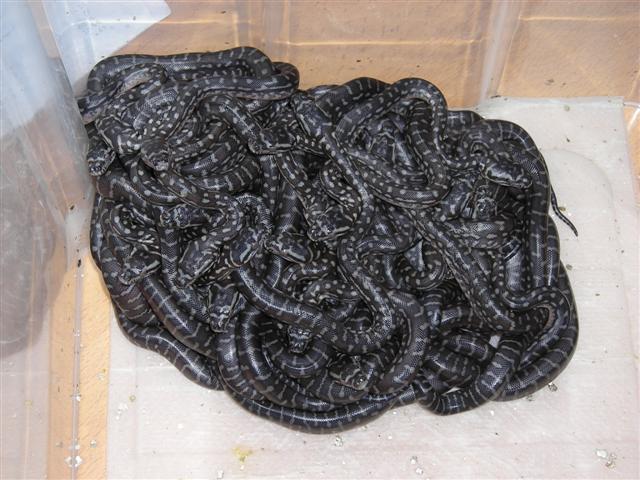 DSCN0985 (Small).JPG