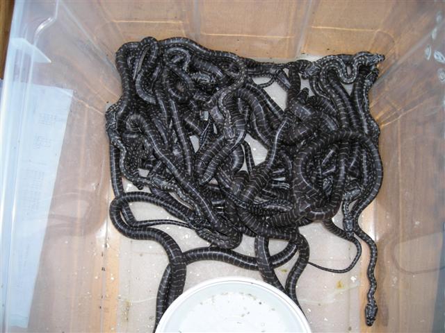 DSCN0986 (Small).JPG