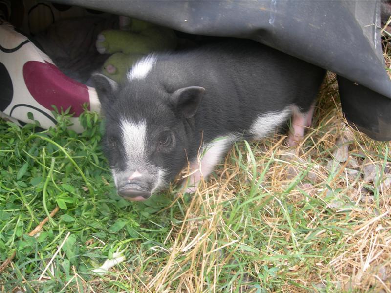 DSCN2849 (Medium).JPG