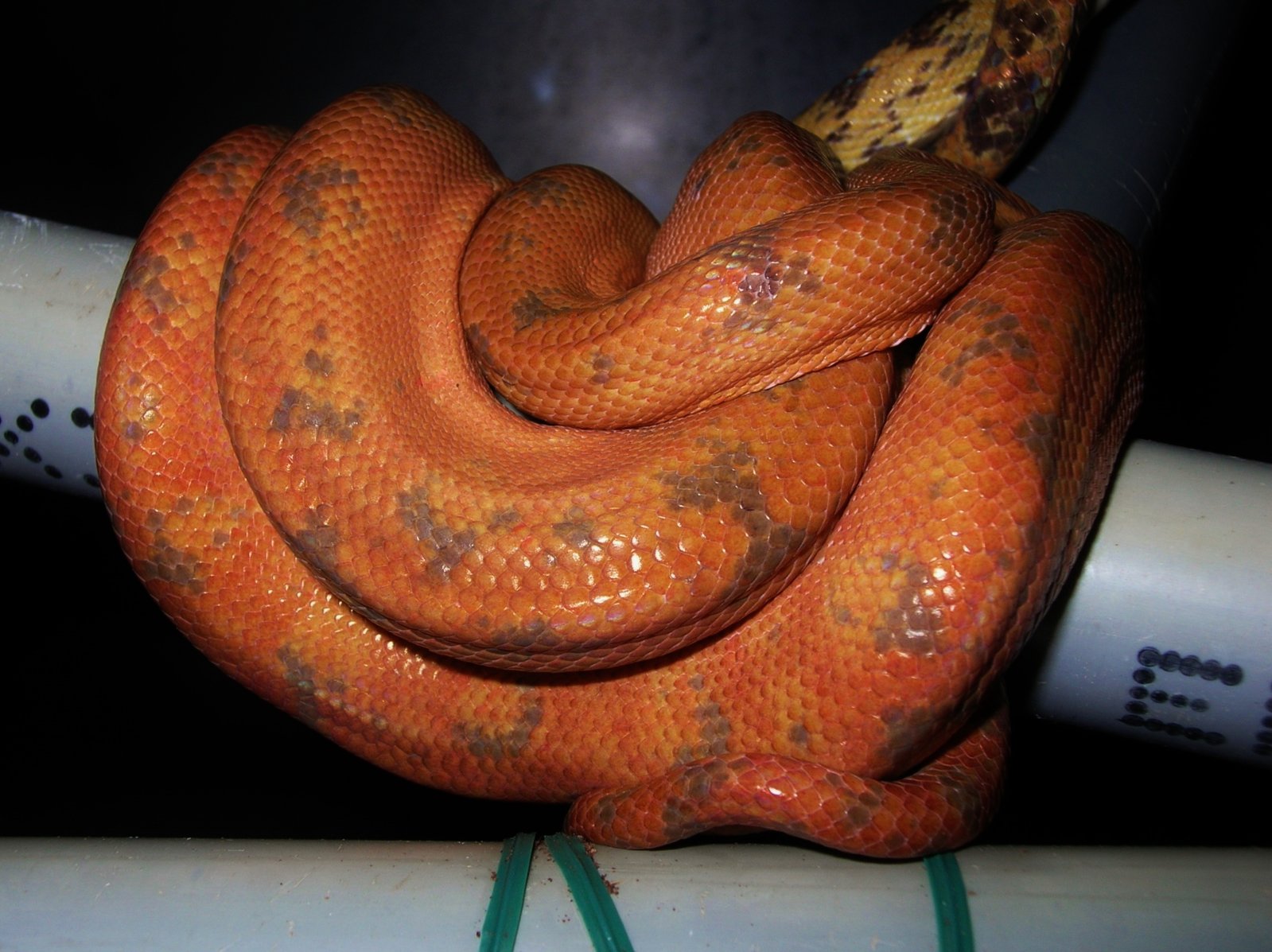 DSCN9808 - copia.JPG