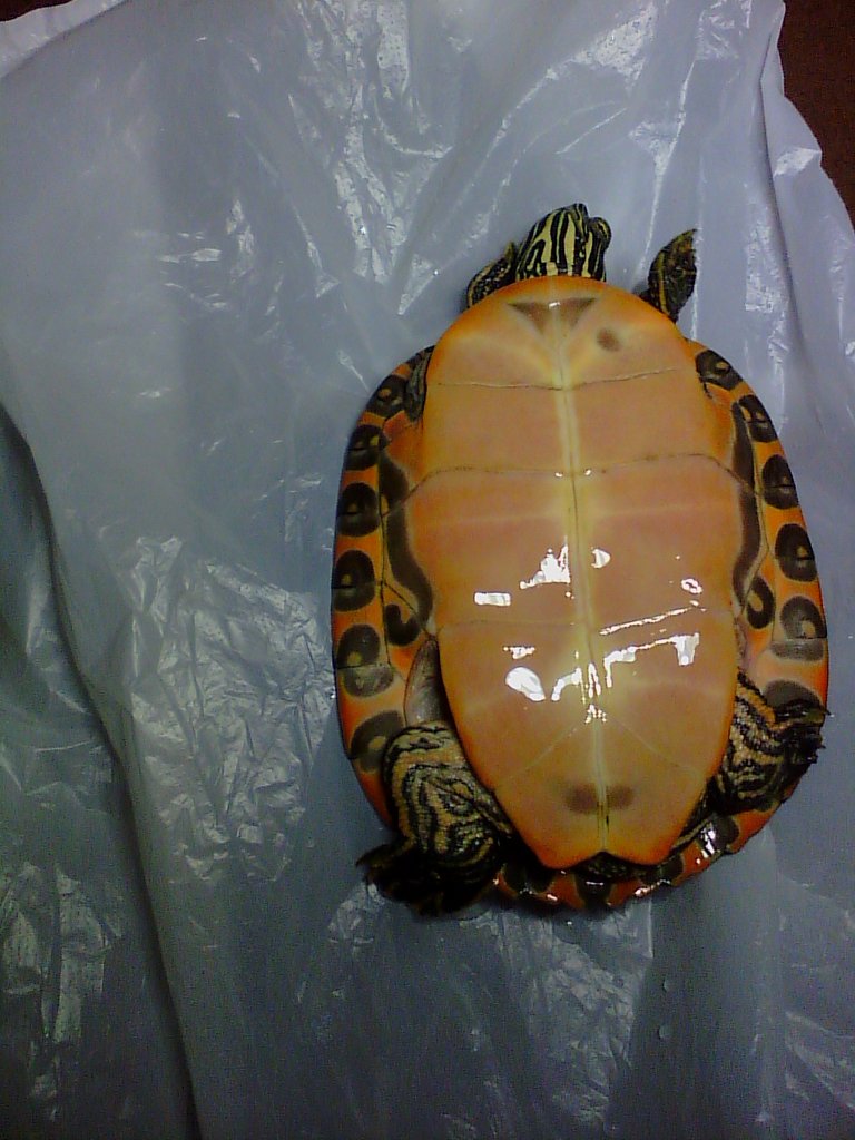 Dudas sobre tortuga aquatica.