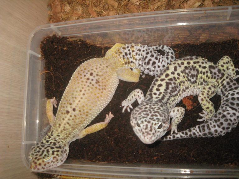 durmiendo la mona.JPG