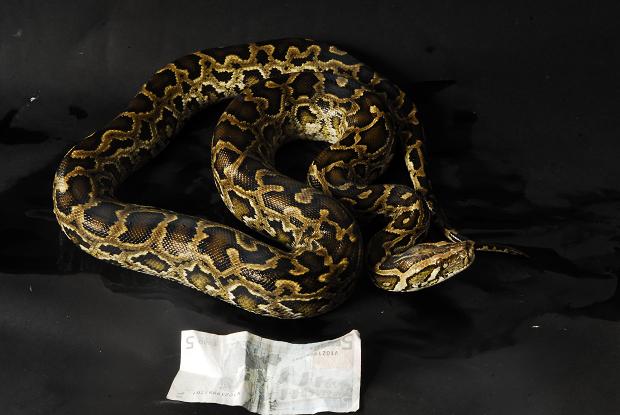 Dwarf molurus F1.JPG