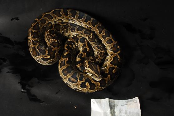 Dwarf Molurus F2.JPG