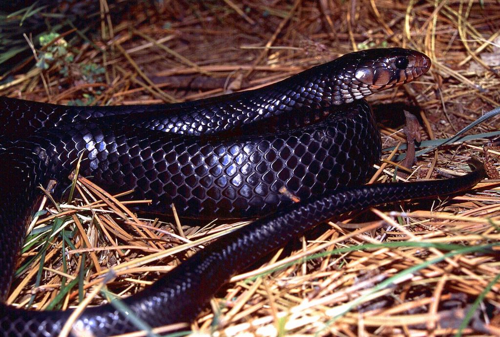 Eastern Indigo Snake