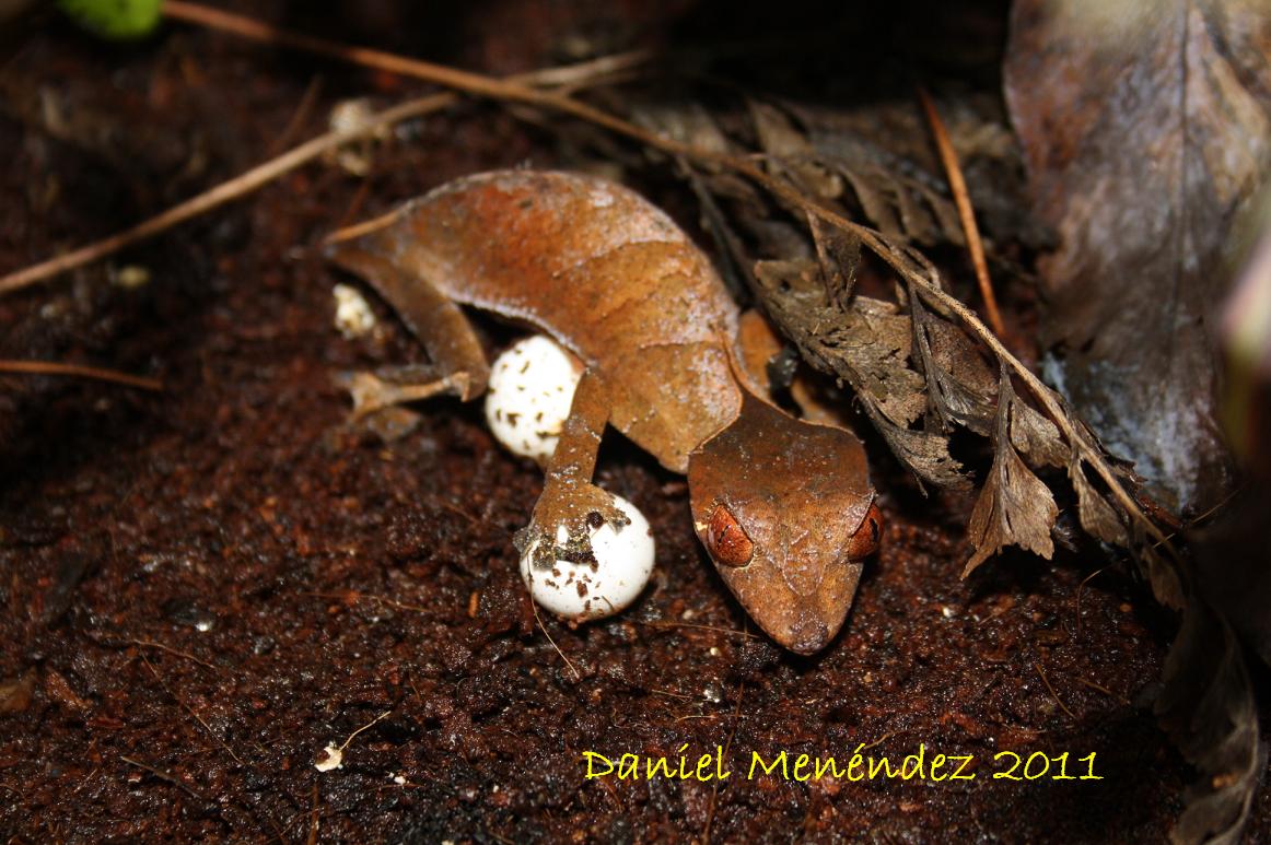 ebenaiu eggs 002red.JPG