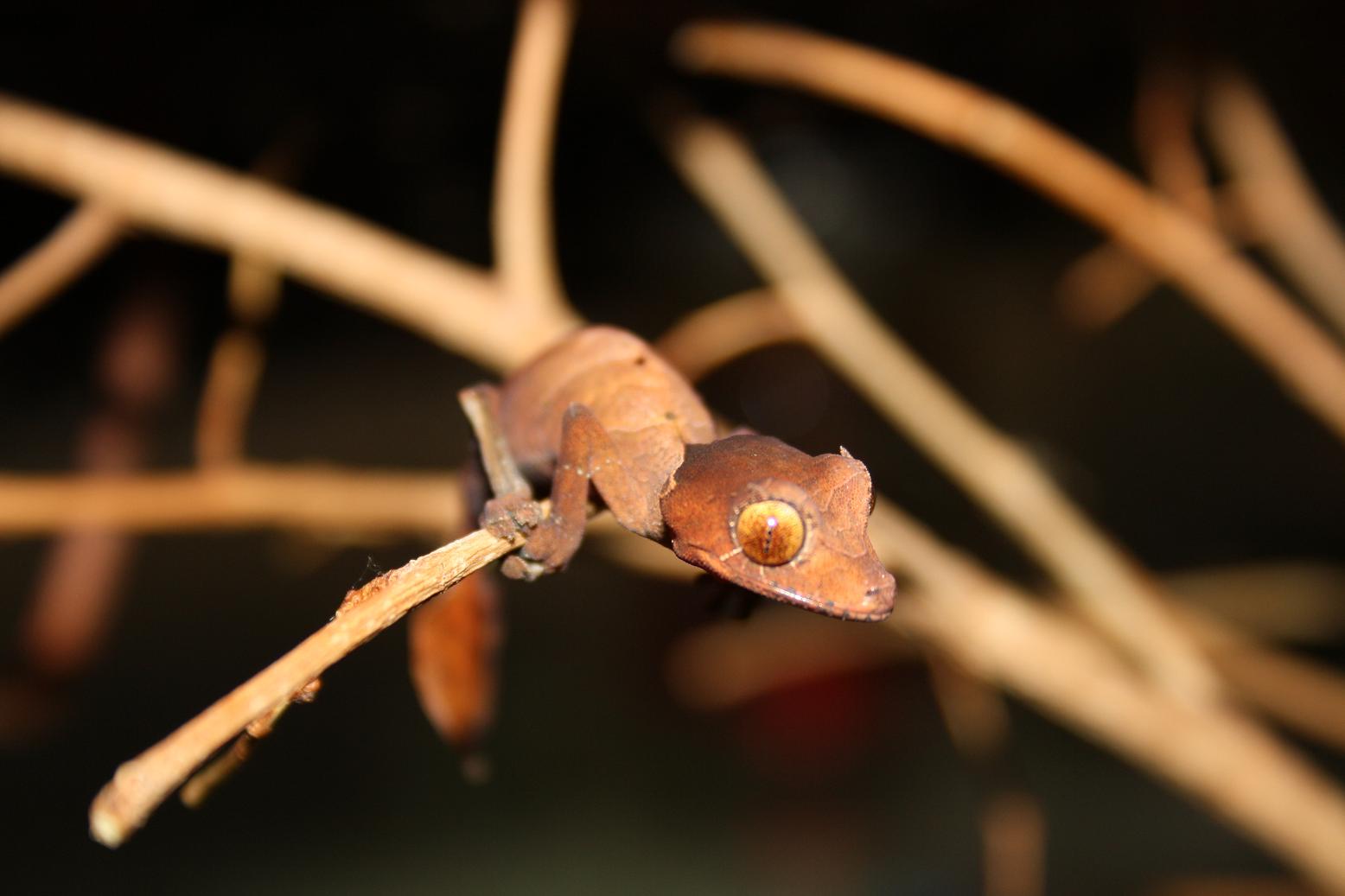 ebenaui 001reduc.JPG