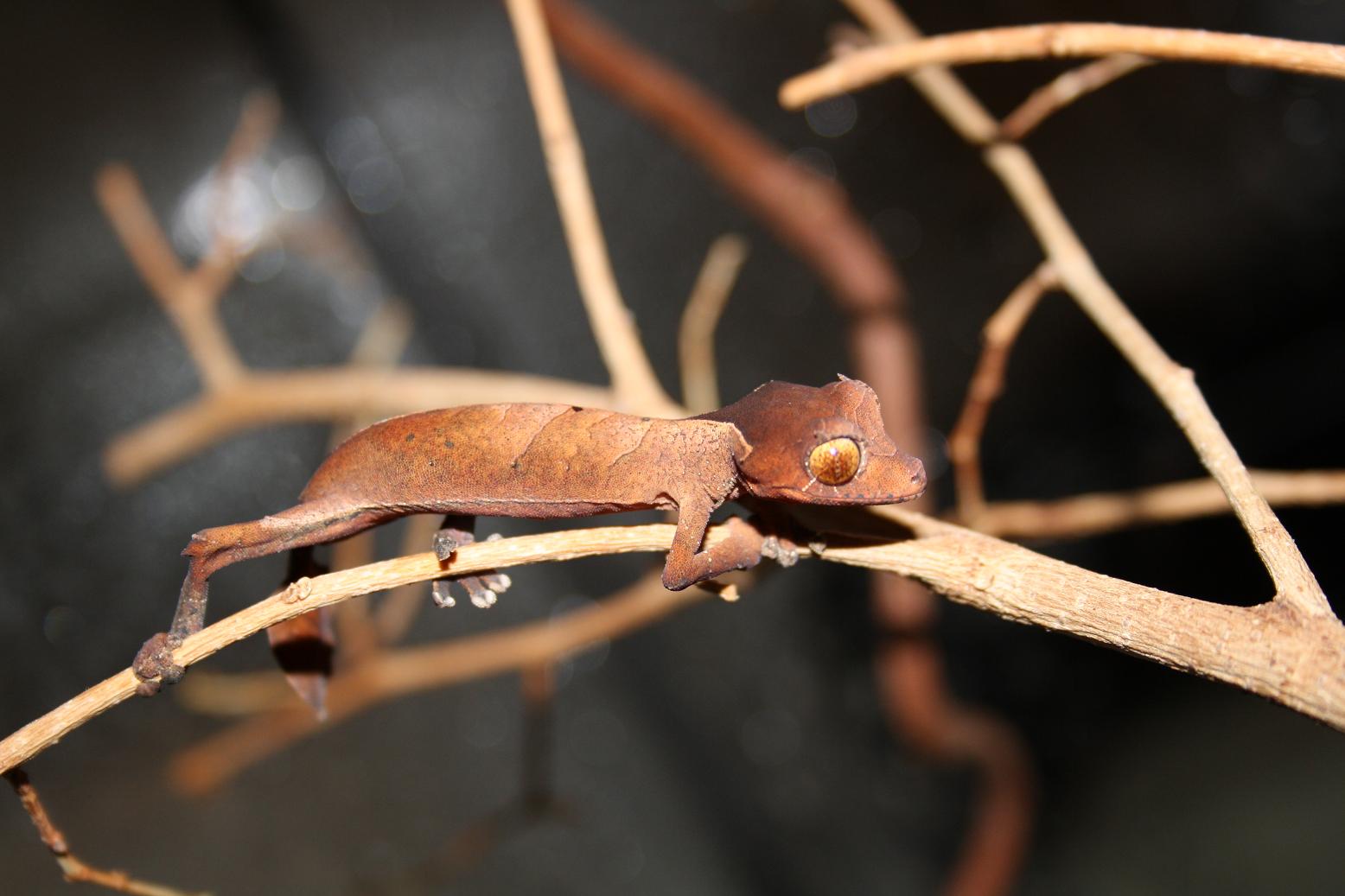 ebenaui 005reduc.JPG