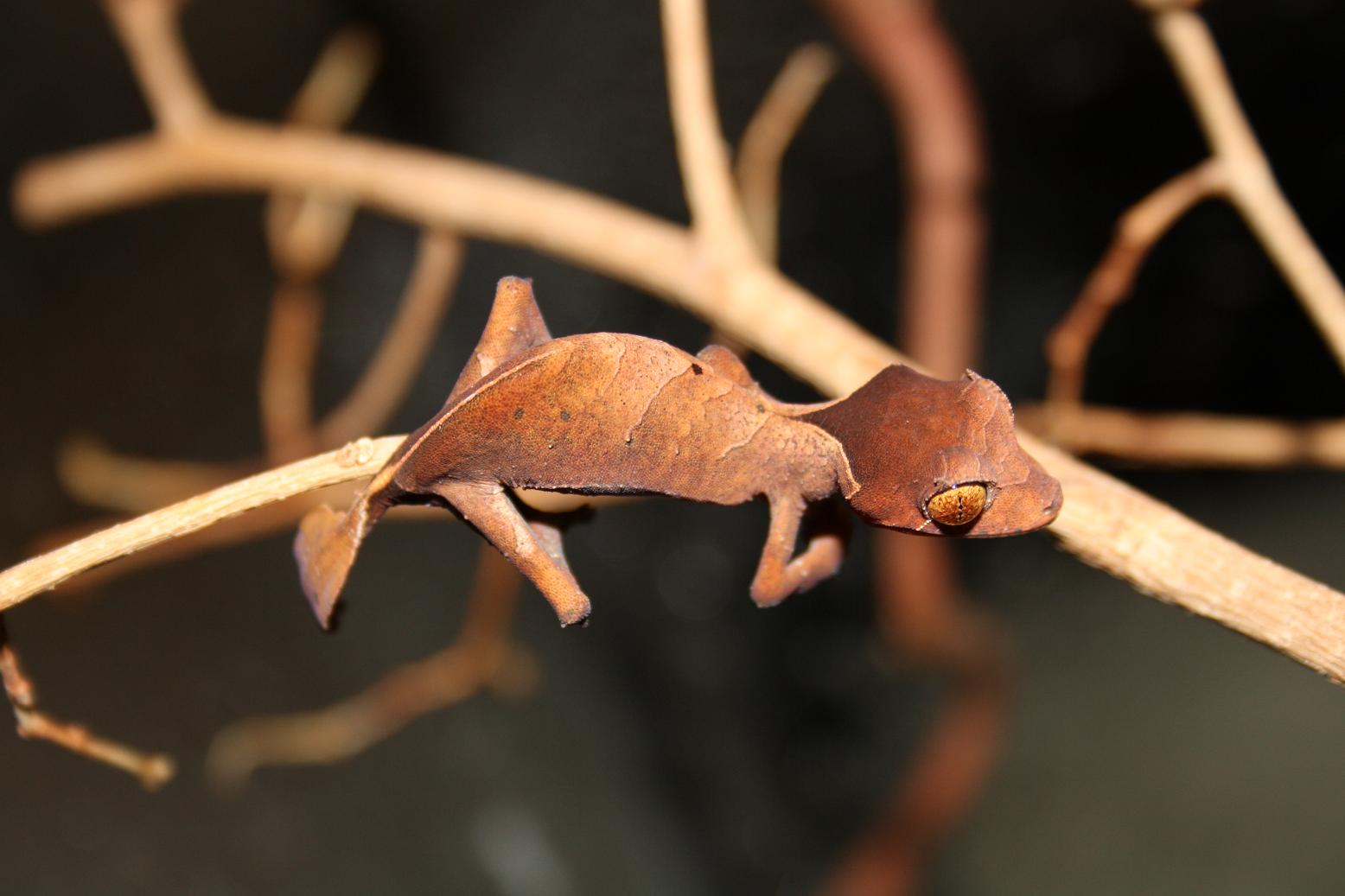 ebenaui 007reduc.JPG