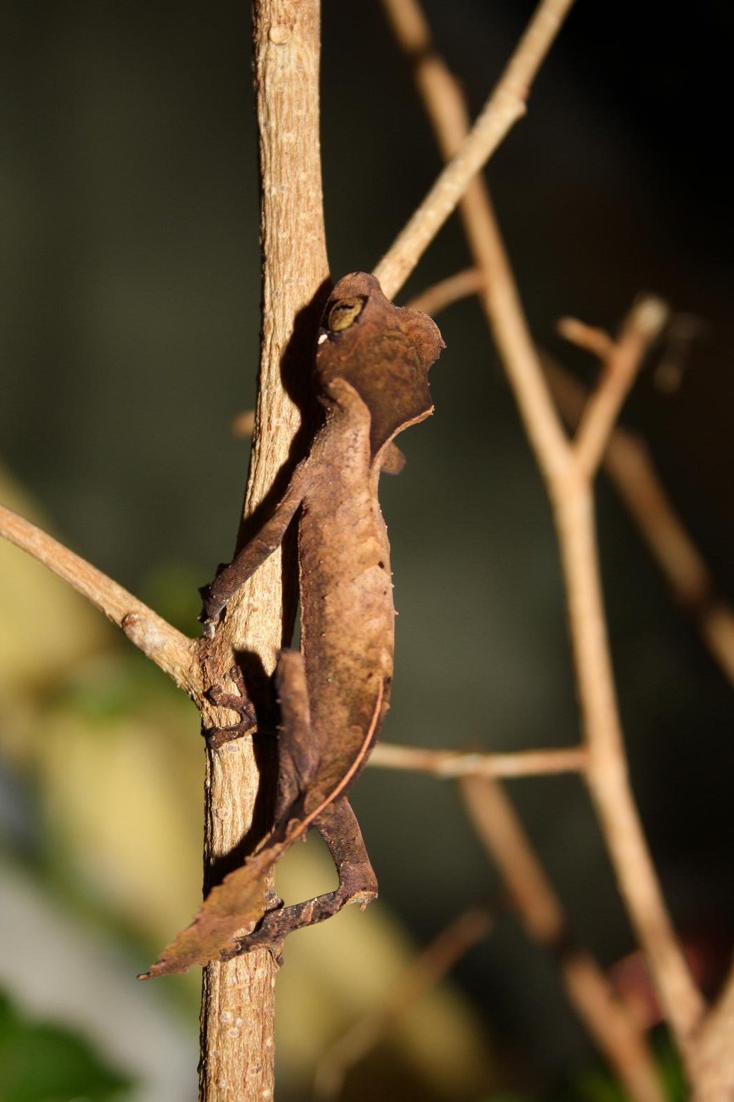 ebenaui 014reduc.JPG