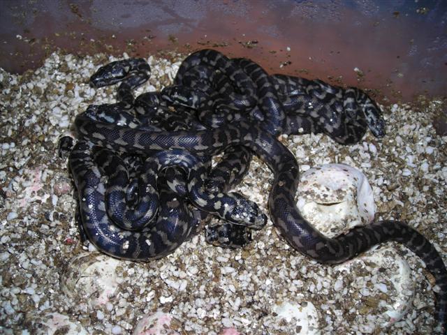 Eclosion 1 (Small).JPG