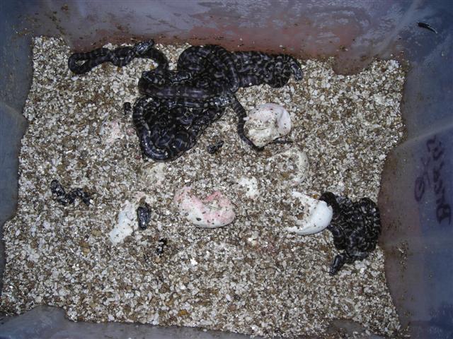 Eclosion 2 (Small).JPG