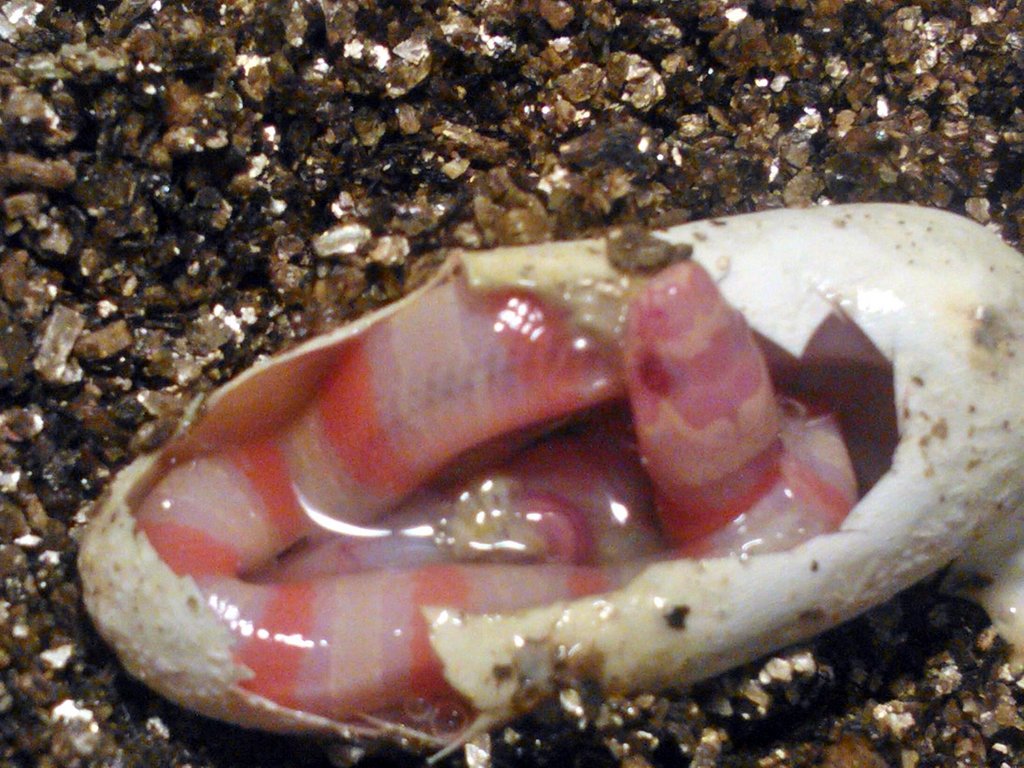 Eclosion ruthveni albina 1