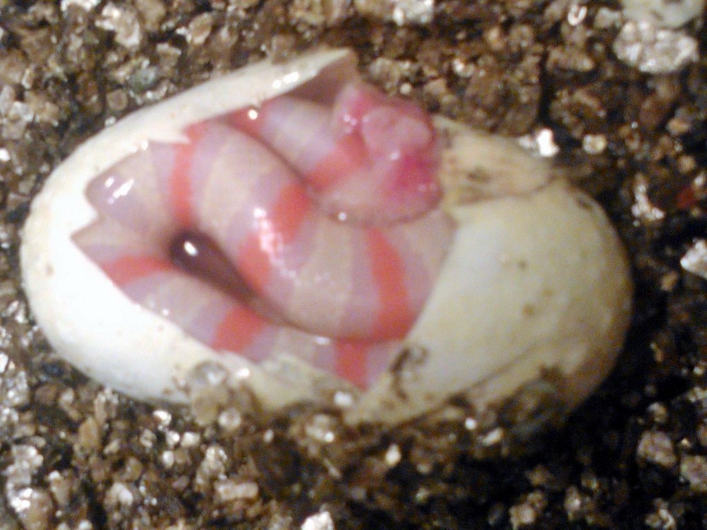 Eclosion ruthveni albina 2