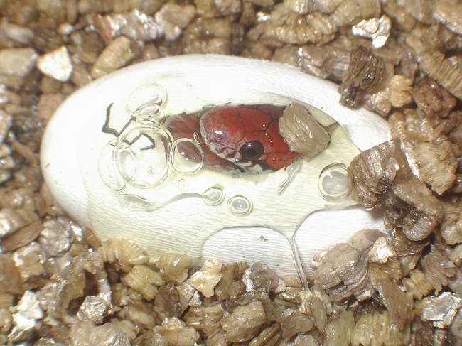 Eclosion syspila 1.JPG