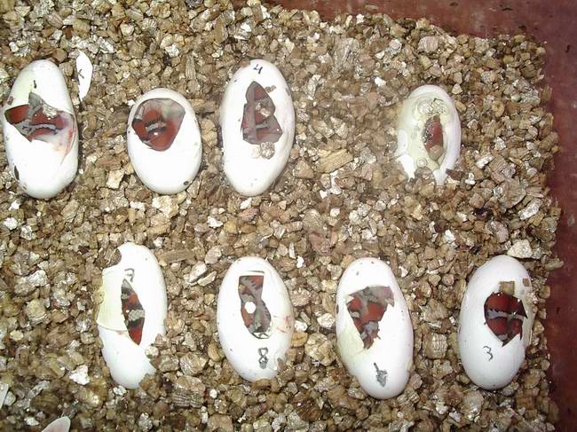 Eclosion syspila 2.JPG