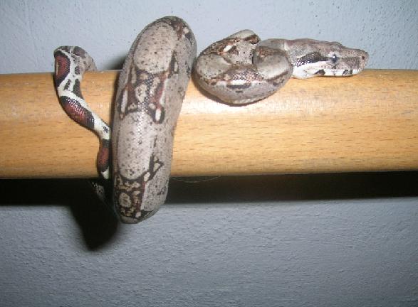 eKaNs eNLLoLLaoO.JPG