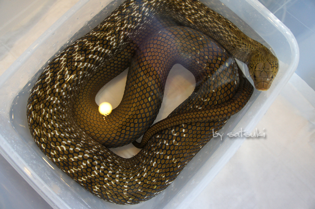 Elaphe carinata yonaguniensis.jpg