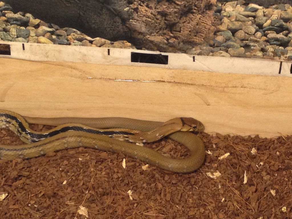 Elaphe Radiata (hembra)