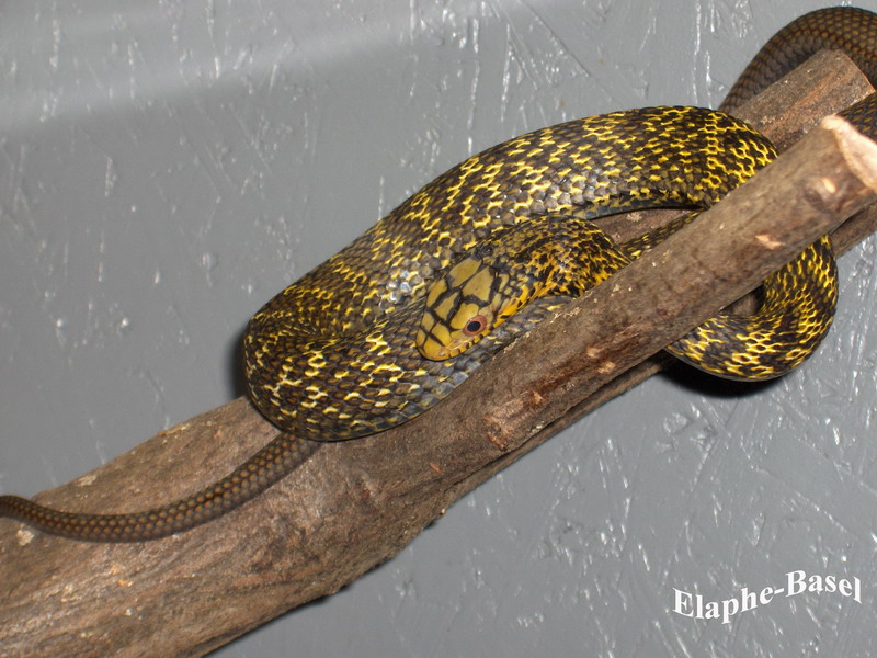 elaphe_carinata_subadult.jpg