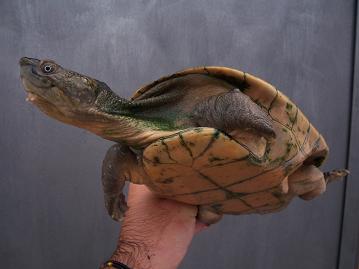 Elseya novaeguineae.JPG