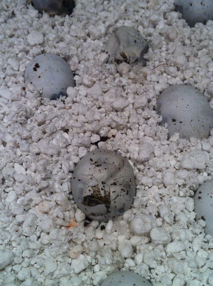 Empiezan a eclosionar